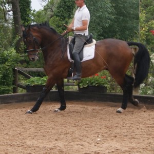 Carl Hester uses Leisure Ride Surface